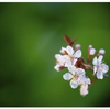 寒桜