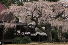 西光寺