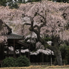 西光寺