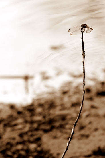 ふるさとの思い出