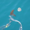 ツバメウオの幼魚