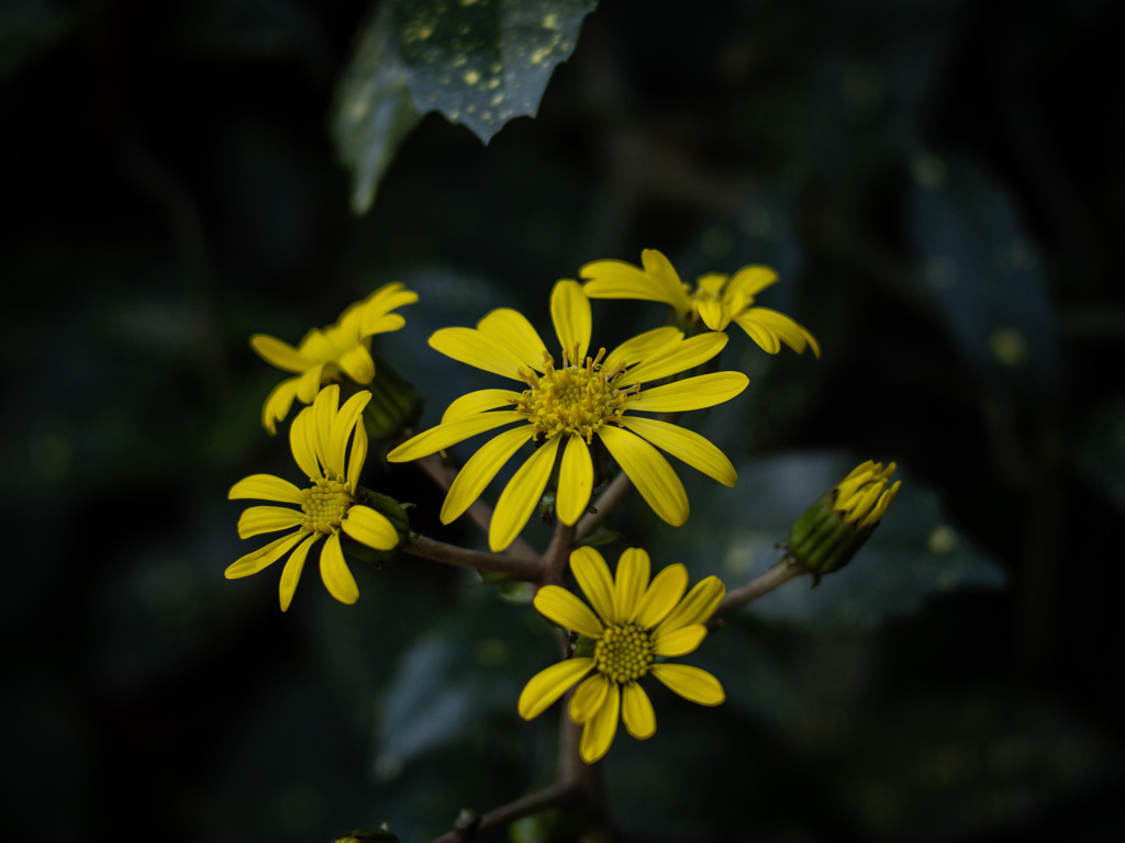 日陰に咲く花