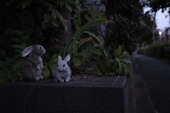 坂道のうさぎ