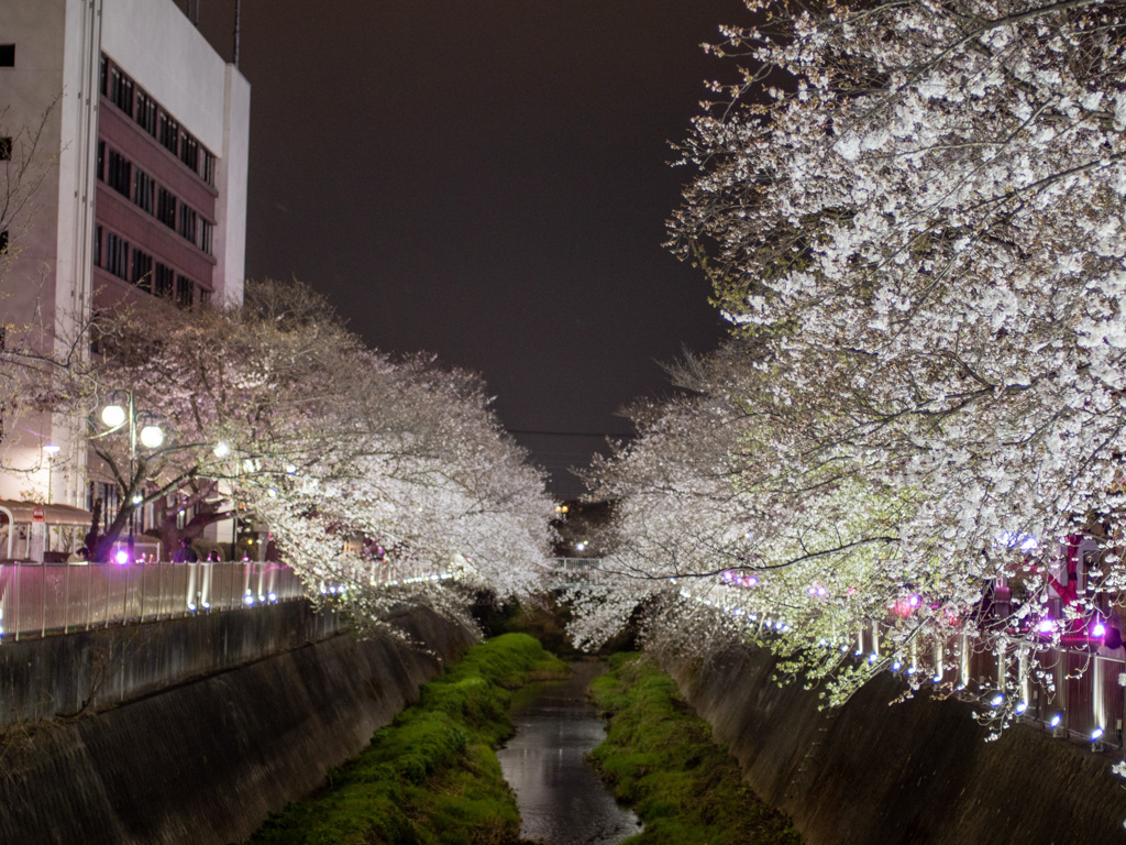 桜のライトアップ2023