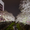 桜のライトアップ2023