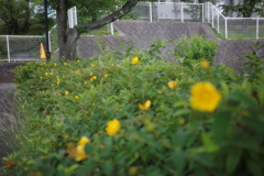 黄色い花