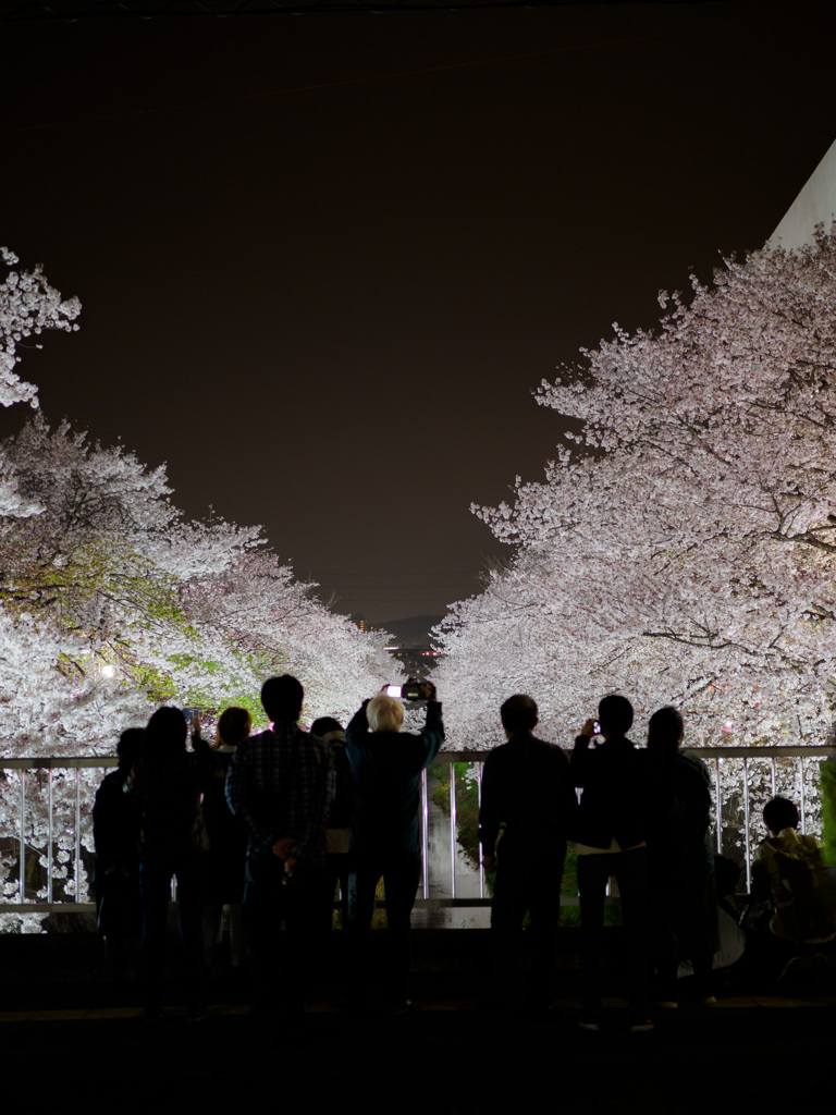 桜のライトアップ2021