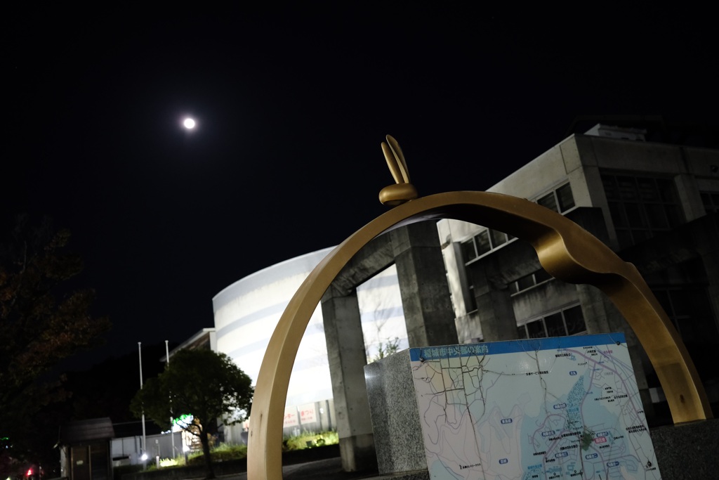 地上に落ちたウサギ