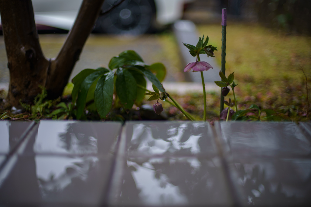雨のクリスマスローズ