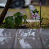 雨のクリスマスローズ