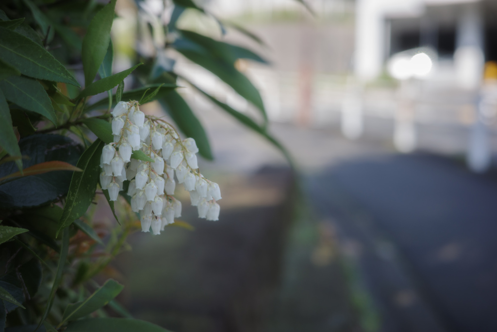 道端に咲く