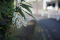 道端に咲く