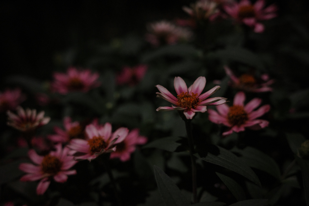 夜の花