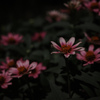 夜の花