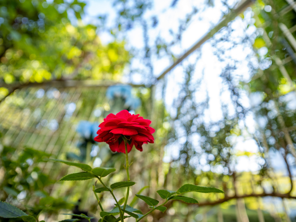 夏の薔薇