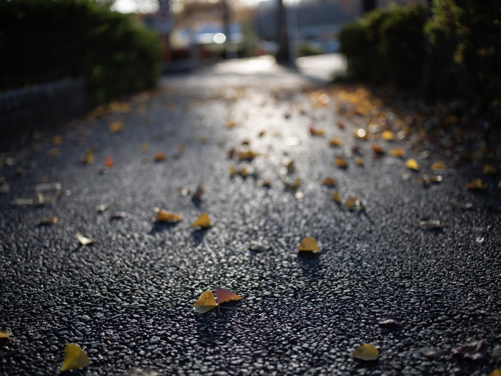 落ち葉の道