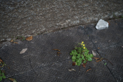 路傍の花