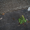 路傍の花