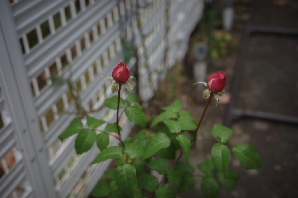 冬に咲く薔薇