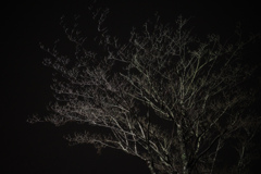 夜の街路樹