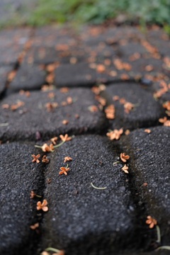 地上に落ちた金木犀 地上に落ちた金木犀