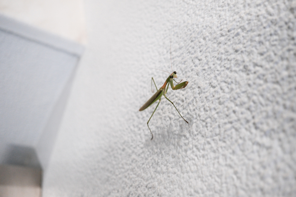 四日目のカマキリ