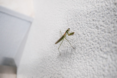 四日目のカマキリ