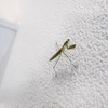 四日目のカマキリ