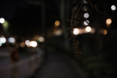 冬枯れの枝で夜釣り