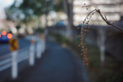 冬枯れの枝で何を釣る？