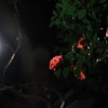 夜の山茶花