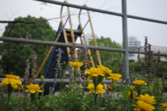 マリーゴールドの咲く公園