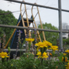 マリーゴールドの咲く公園