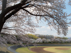 桜に囲まれて