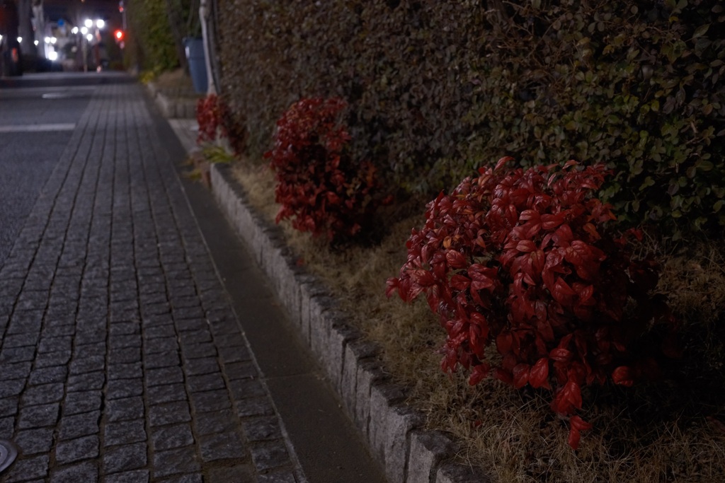 夜の赤い葉っぱ