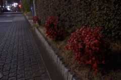 夜の赤い葉っぱ