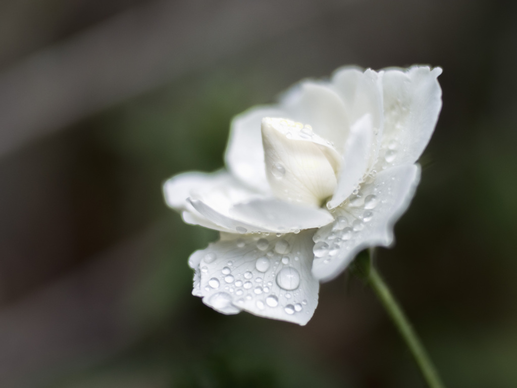 雨に咲く