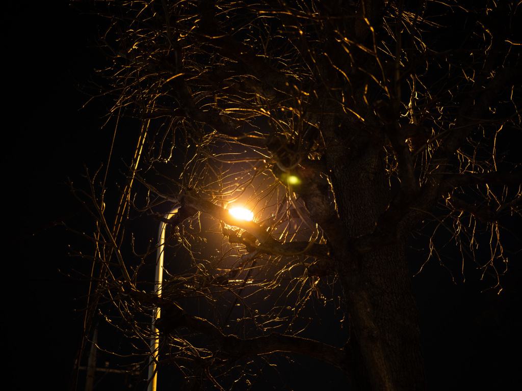 街路樹を照らす街灯