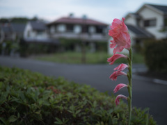 夕暮れにグラジオラス
