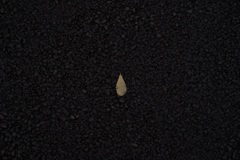 ひとひら