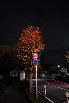 夜の紅葉