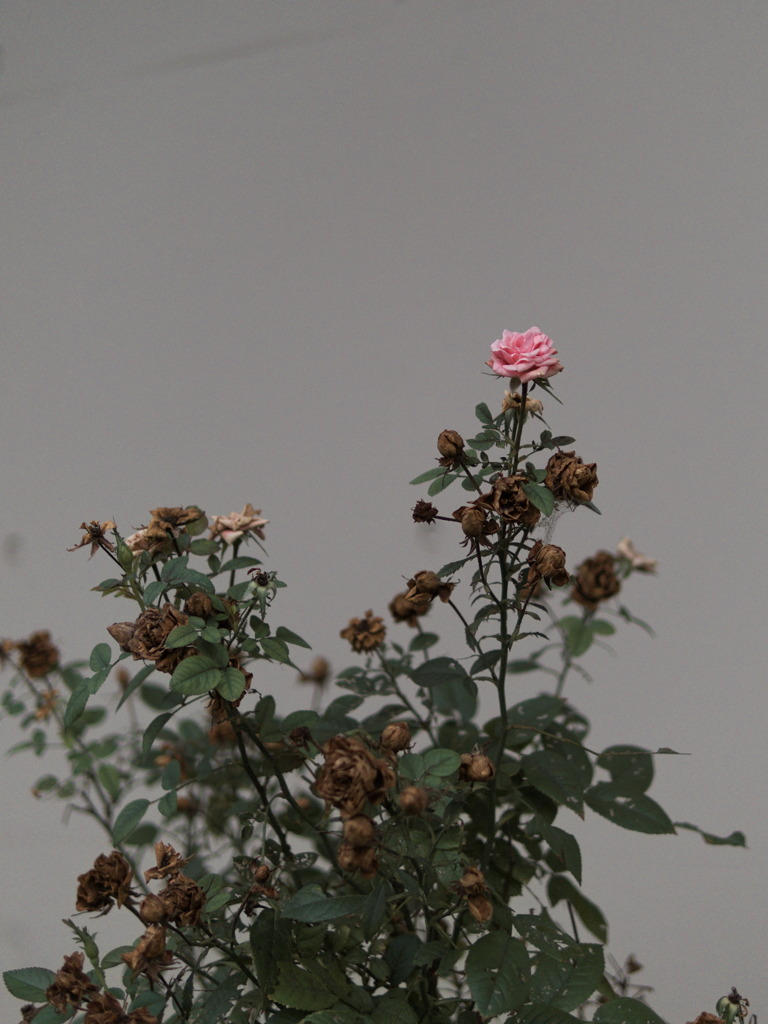 最後の一花