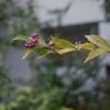 ヤブムラサキ