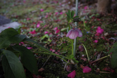 散る花と咲く花と…