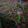 散る花と咲く花と…