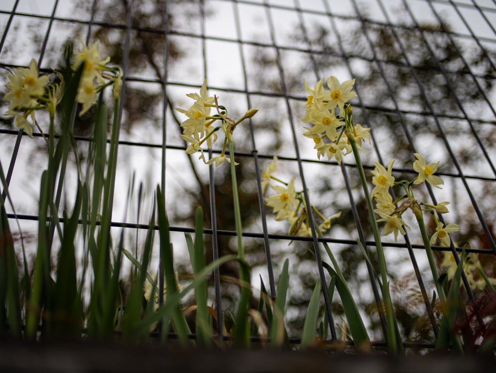 たかねの花