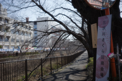 桜はまだかいな
