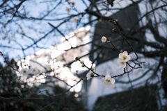 桜はまだかいな