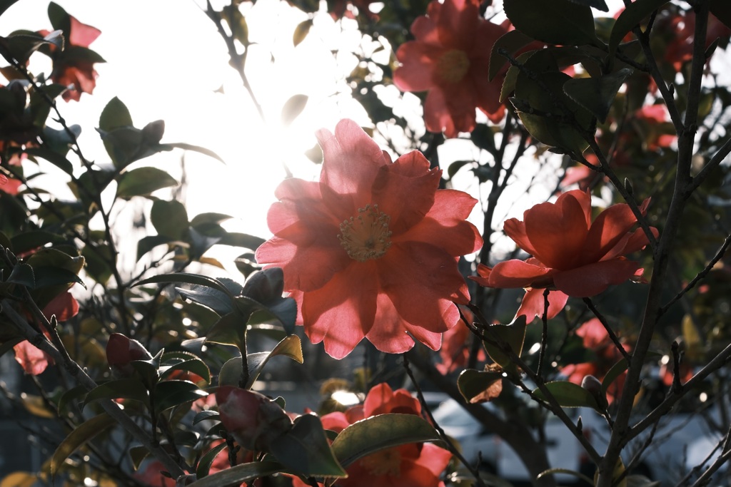 太陽に透かしてみれば