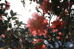 太陽に透かしてみれば